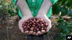Farmer Le Van Tam holds up freshly picked coffee beans at a coffee farm in Dak Lak province, Vietnam, Feb. 1, 2024. New European Union rules require companies to show that the coffee isn't linked to land where forests had been cleared.