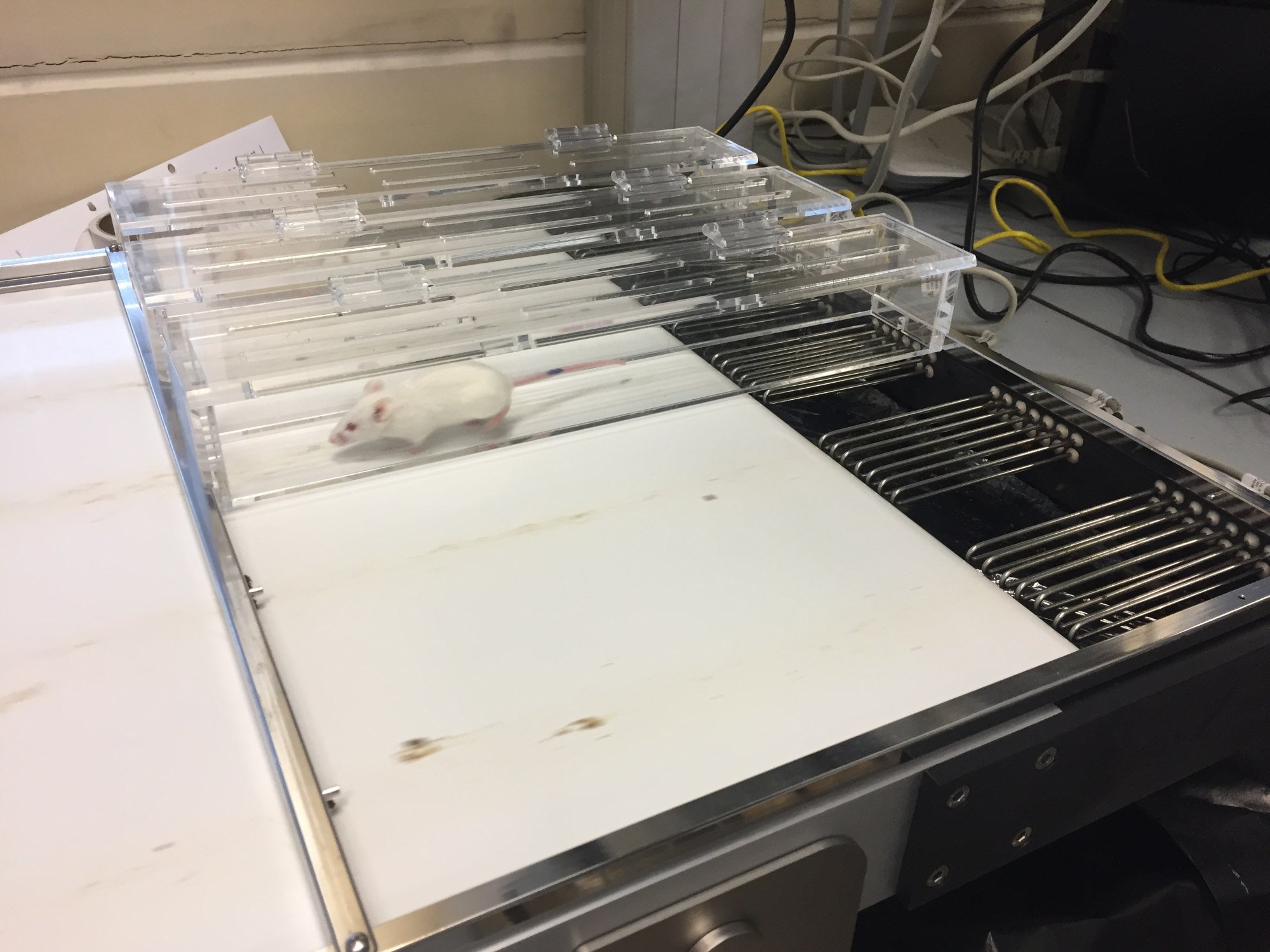The mice underwent treadmill sessions over a four-week period for the study. Photo: Handout