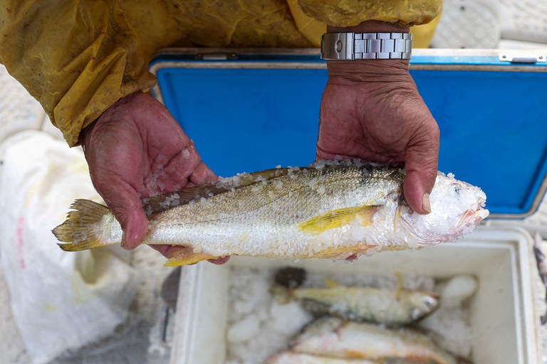 ENG_CHN_FEATURE_KinmenFish_03192024.2.JPG ENG_CHN_FEATURE_KinmenFish_03192024.2.JPG