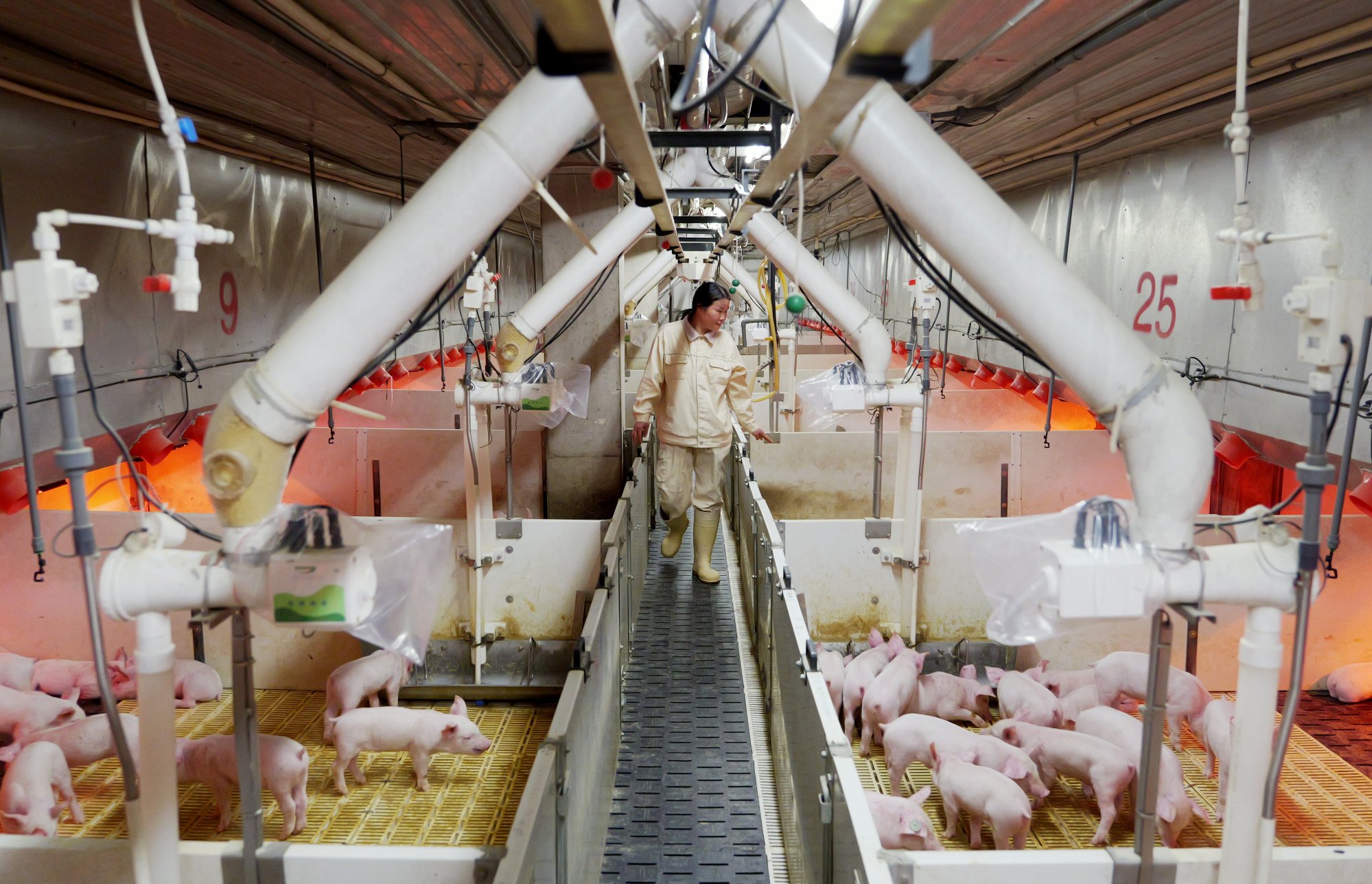Staff members check the growth of piglets at the Neixiang Muyuan Meat Industry Complex in Nanyang City, Henan Province, on March 21, 2024. Photo: Xinhua