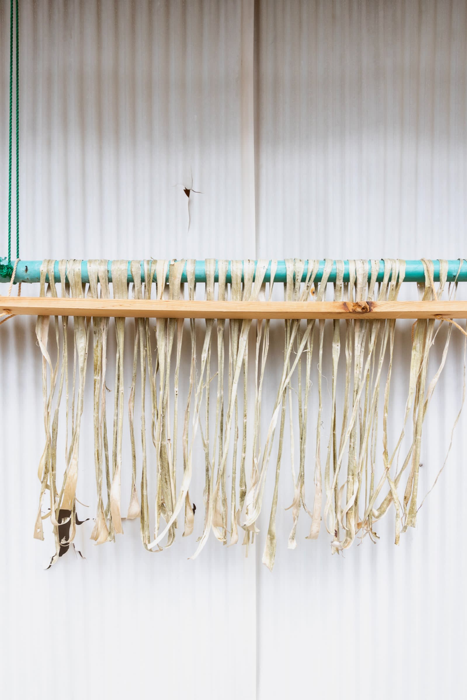 Kozo fibres being sundried for making into washi