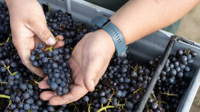A vineyard manager checks Pinot Noir grapes in Dorking, Surrey, England