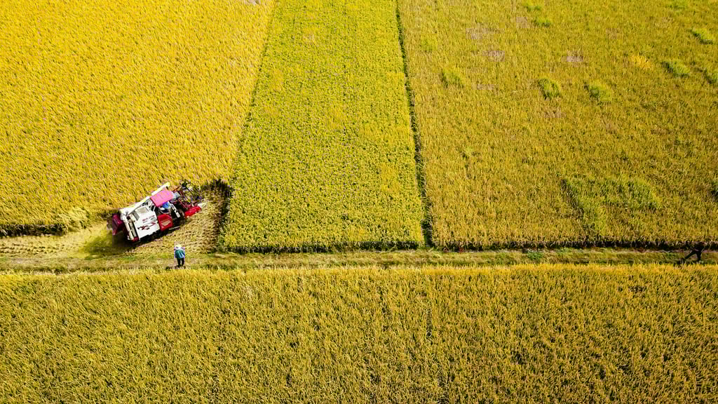 A new report has suggested migratory pests are partially responsible for rice yield losses in southern China. Photo: Xinhua A new report has suggested migratory pests are partially responsible for rice yield losses in southern China. Photo: Xinhua
