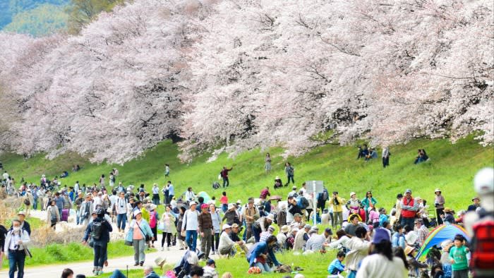 People walking along a path and gathered in groups near a line of cherry blossom trees