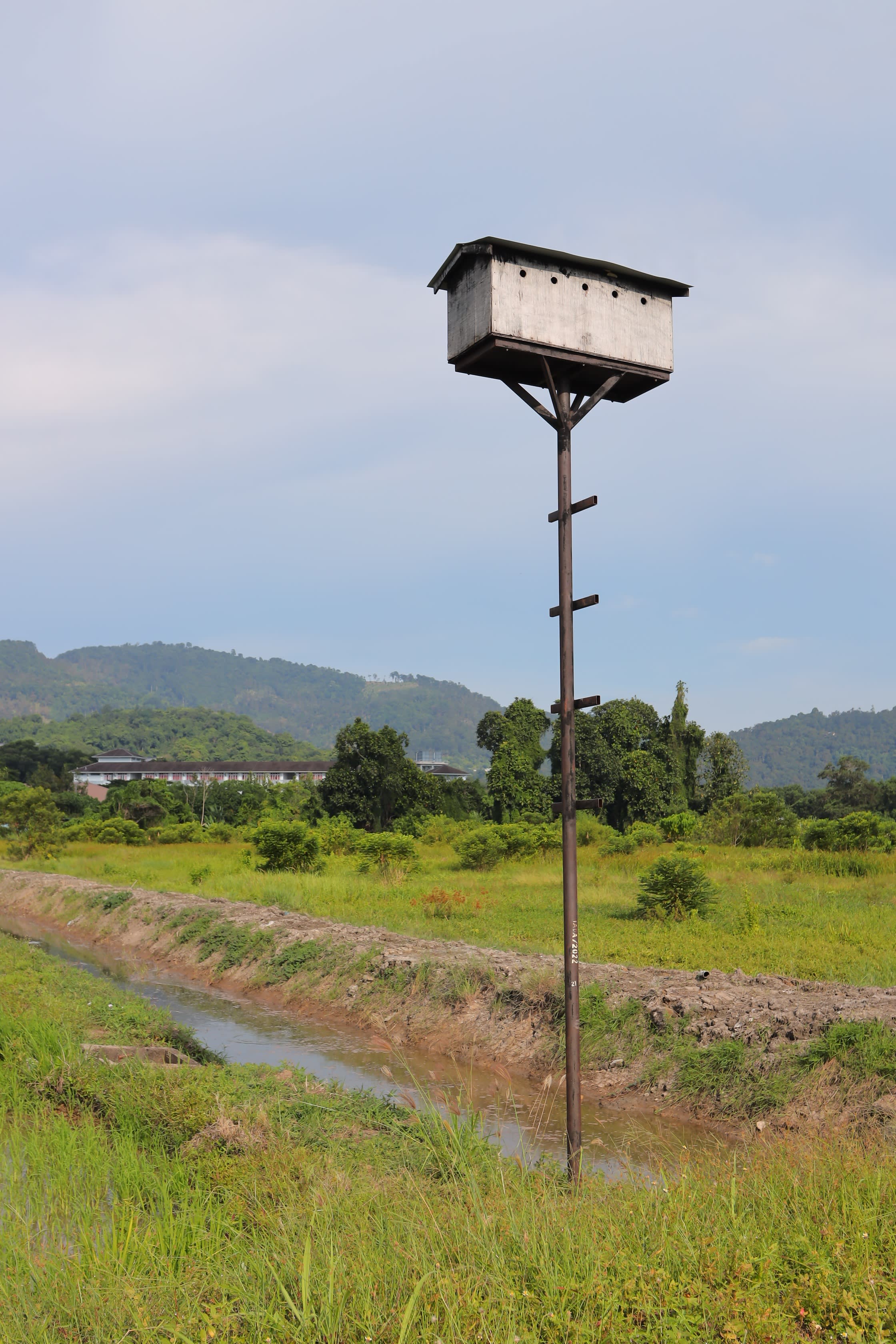A paddy field in Balik Pulau; the birdhouse is for sparrows