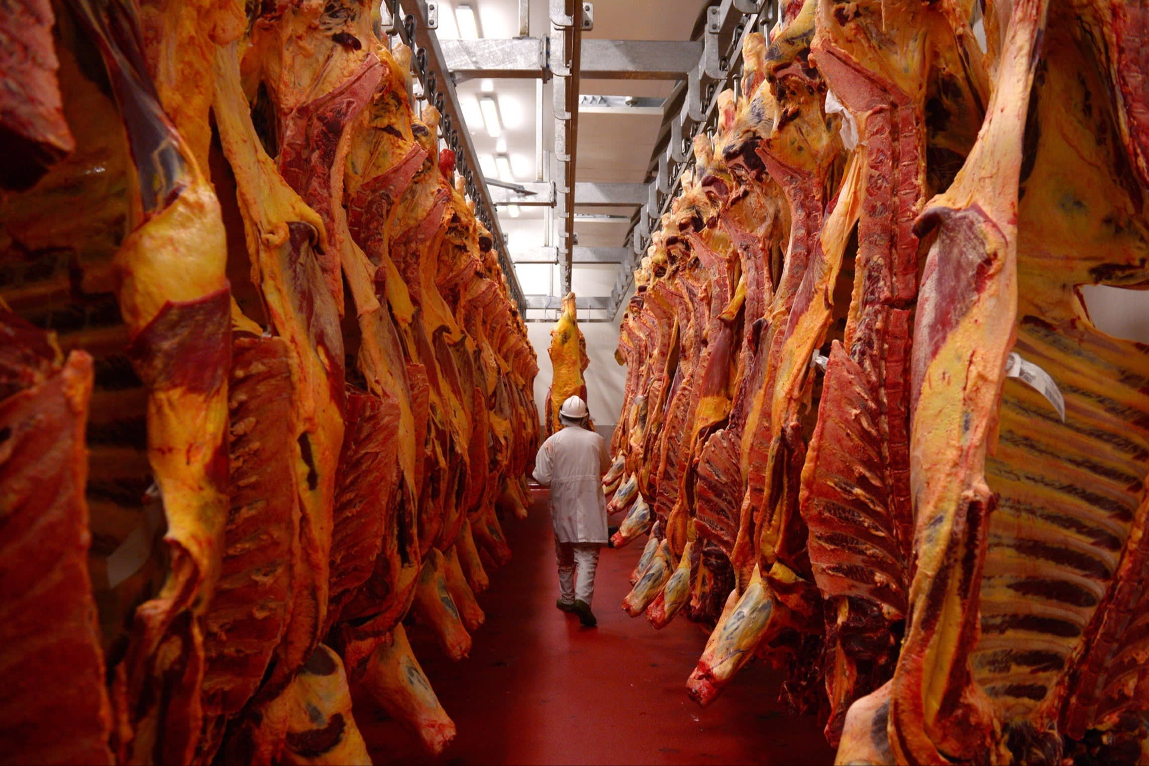 An employee in a white coat and helmet walks between rows of hanging cattle carcasses in a refrigerated meat processing room.