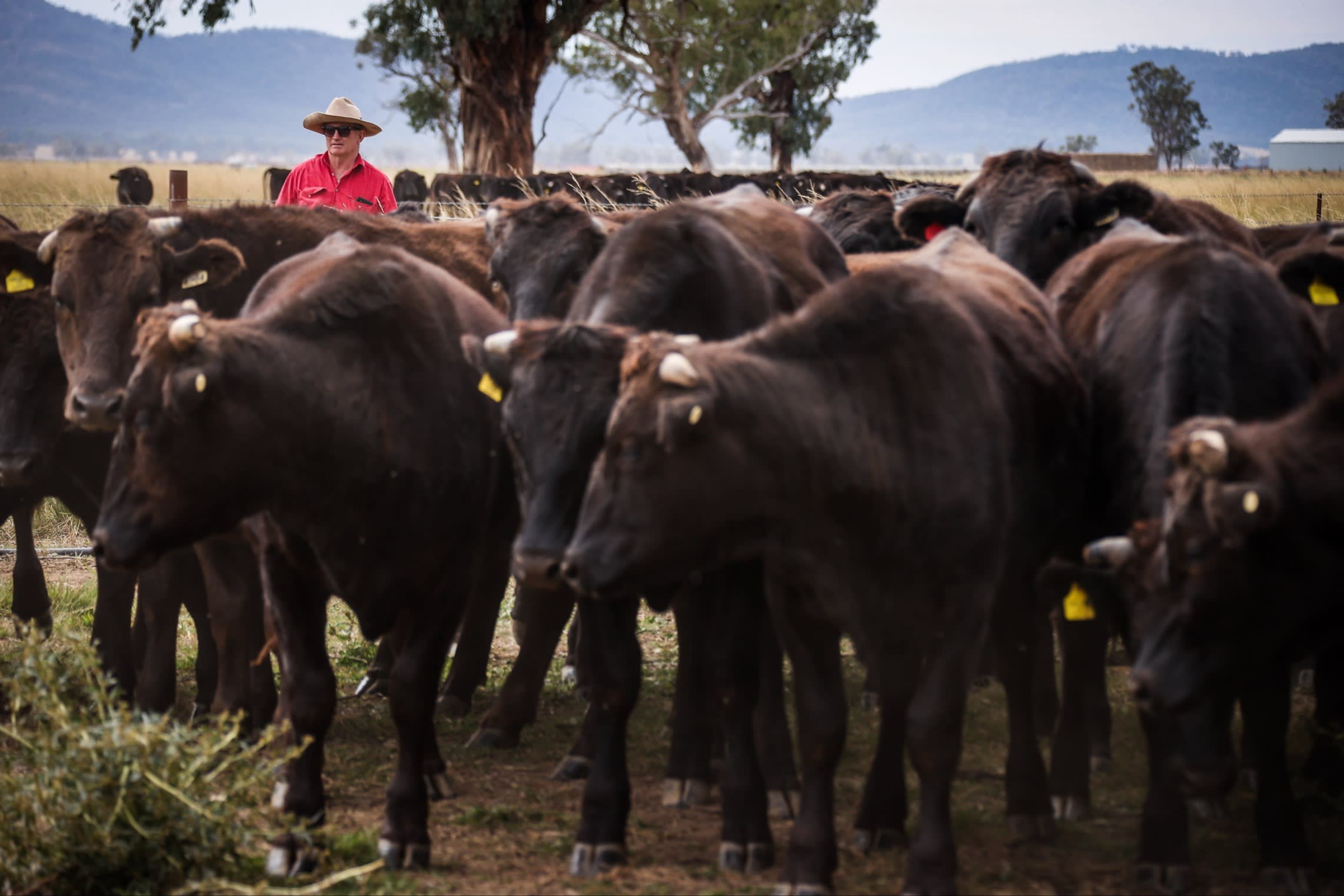 A farmer in a red shirt and wide-brimmed hat stands among a herd of dark cattle in a grassy paddock.