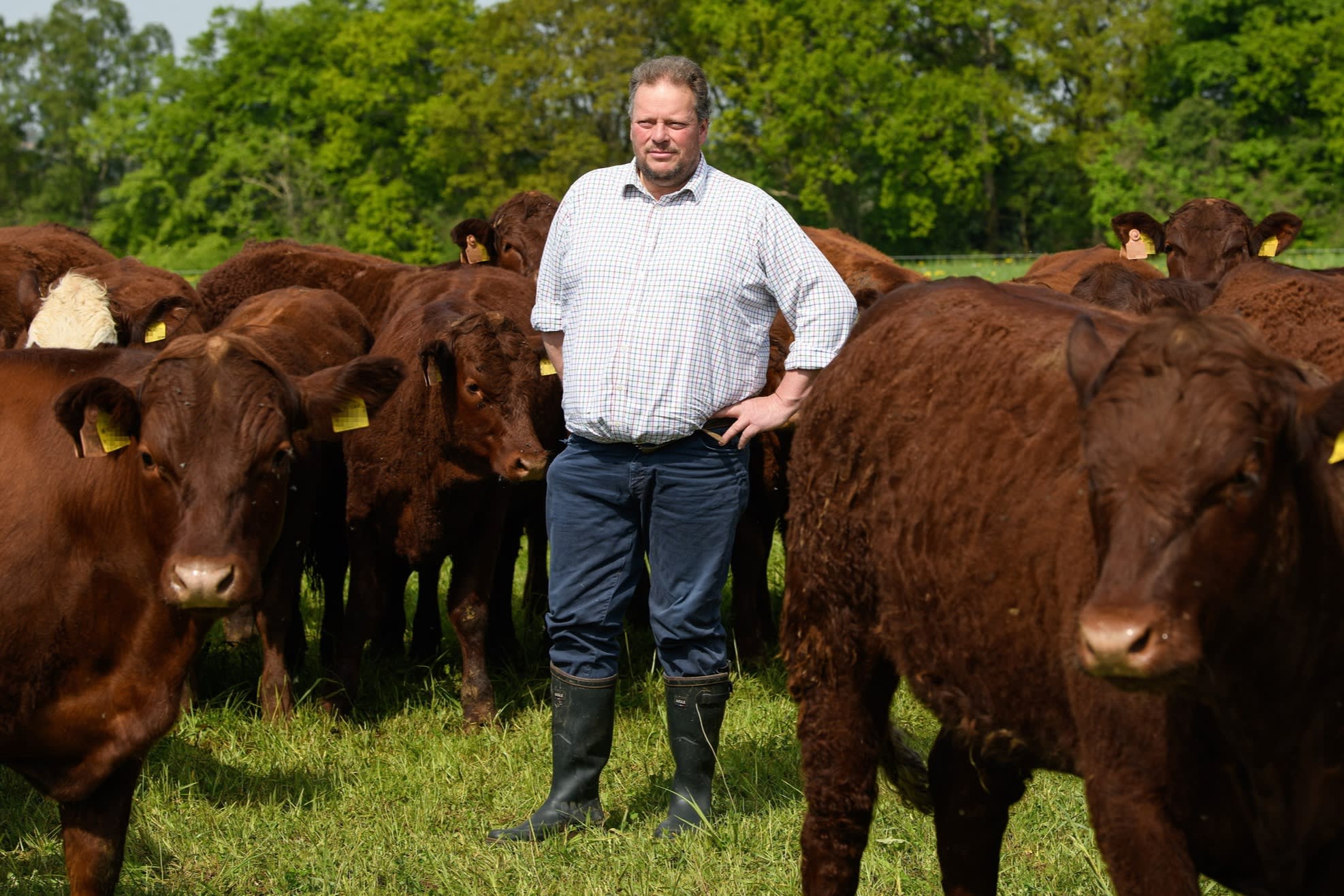 David Barton stands among a herd of brown cattle in a grassy field.
