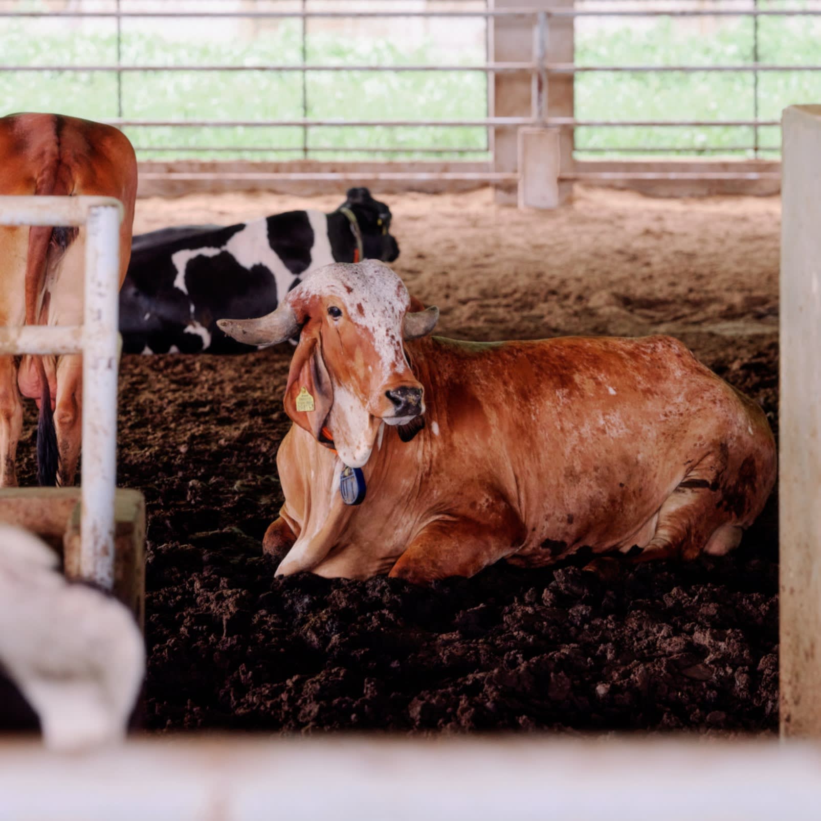 Cows in Amul’s breeding centre in Mogar, on the outskirts of Anand in Gujarat
