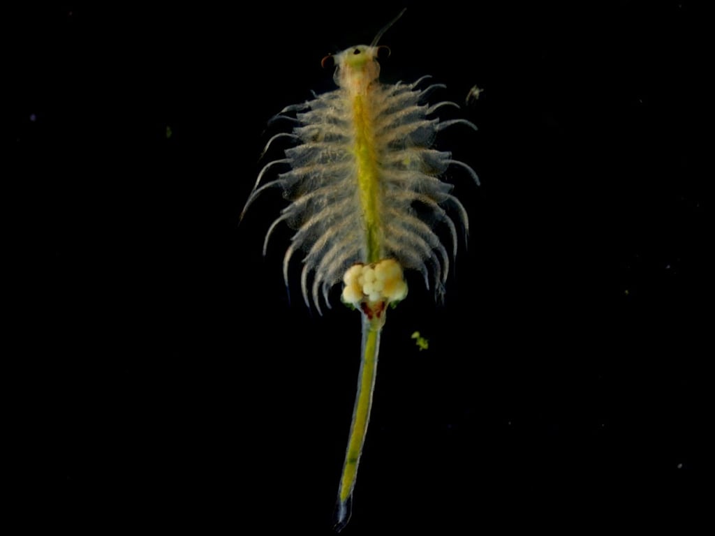 The shrimp is among the oldest surviving species on Earth, going back about 400 million years. Photo: Handout The shrimp is among the oldest surviving species on Earth, going back about 400 million years. Photo: Handout