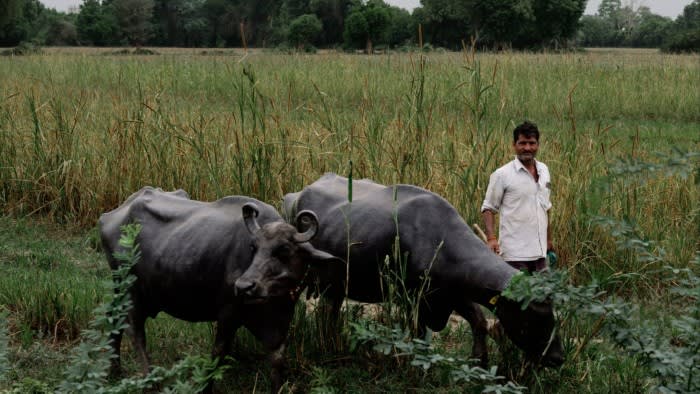 A buffalo farmer and member of the Amul co-operative grazes his animals on a field in Gujarat