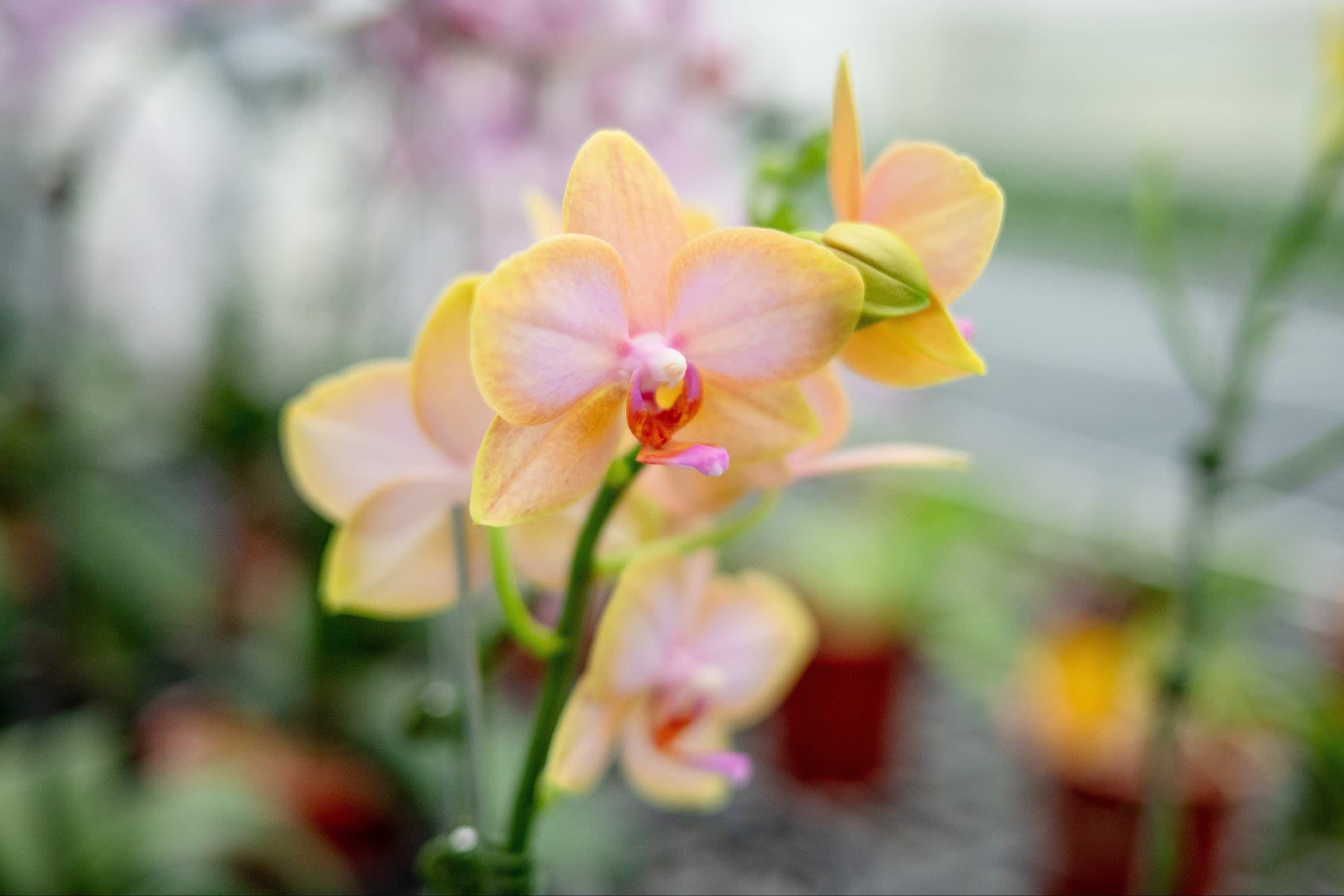 Close-up of a blooming yellow and pink orchid