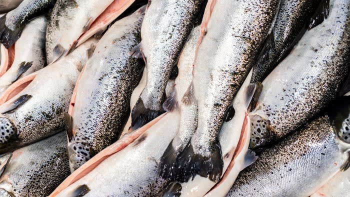 Processing of salmon at Fredrikstad Seafoods