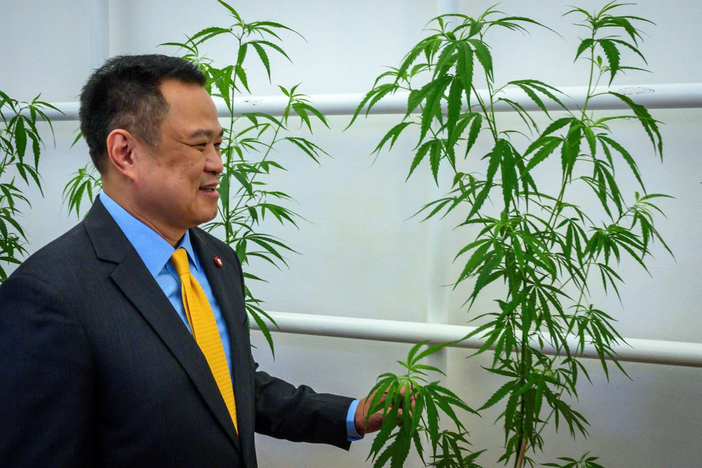 Anutin Charnvirakul, then Thailand’s health minister and deputy prime minister, with a marijuana plant during the opening of a cannabis clinic in Bangkok in 2020