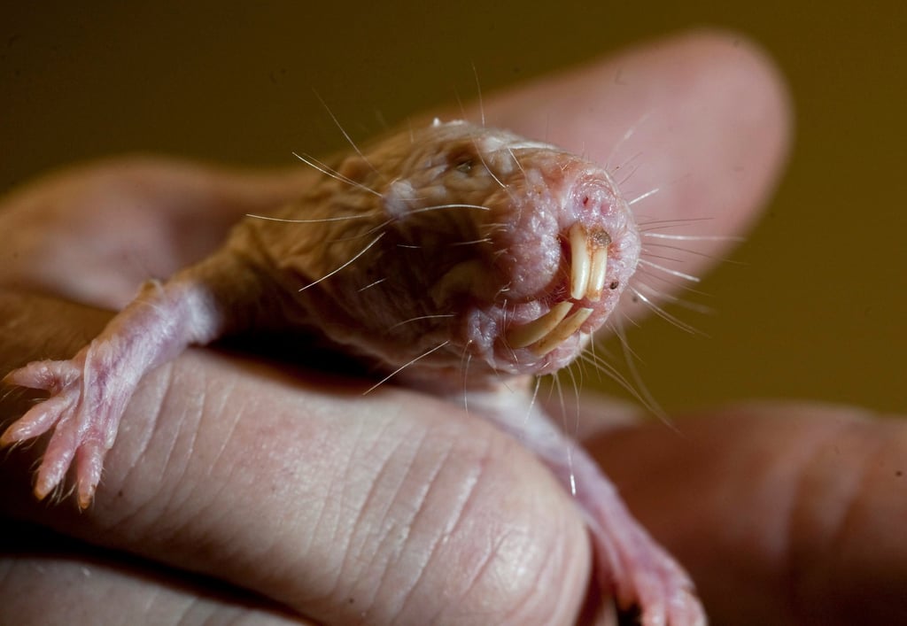 Naked mole-rats not only have a long lifespan, but are also extremely resistant to cancer and age-related issues. Photo: Tribune News Service via Getty Images Naked mole-rats not only have a long lifespan, but are also extremely resistant to cancer and age-related issues. Photo: Tribune News Service via Getty Images