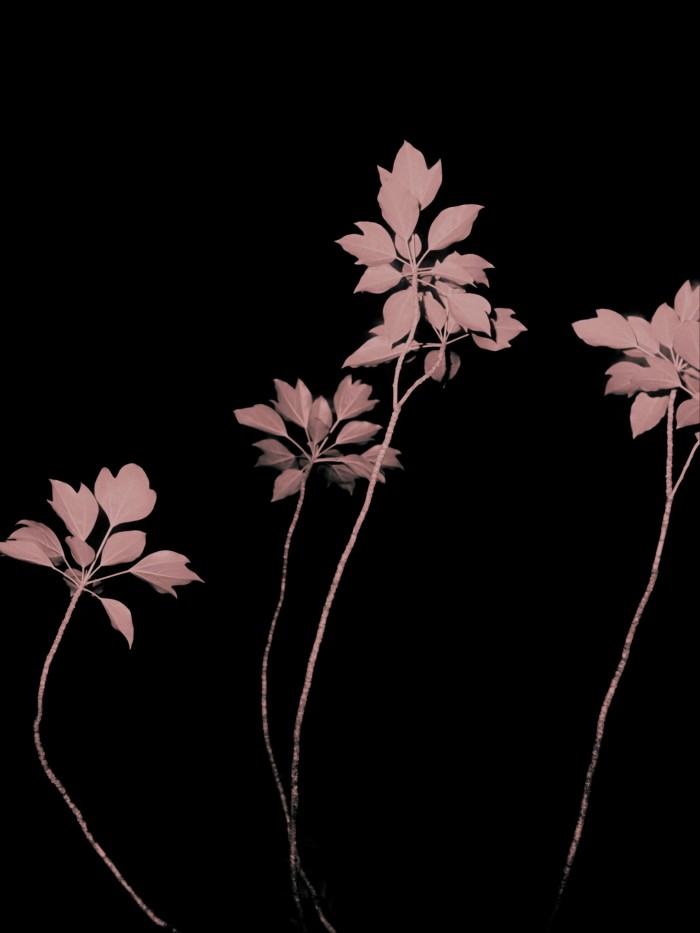 Several thin branches with clusters of leaves are illuminated against a completely black background in a small park occupying a corner of the old Sugamo prison site.