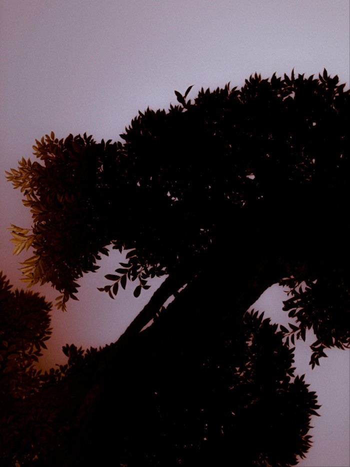 Silhouette of a leafy tree against a purple and orange sunset sky, with warm light highlighting some branches in Myogyo-ji Temple.
