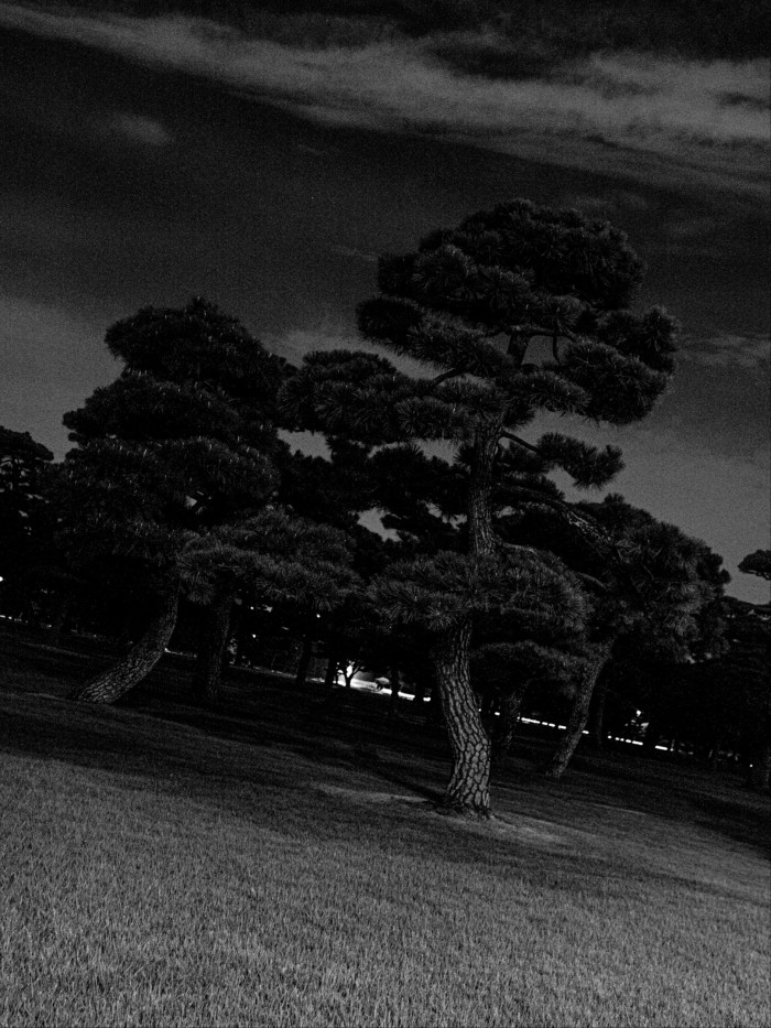 Pine trees in the Imperial Palace Outer Gardens with thick, sculpted branches stand in a grassy area at night, silhouetted against a dark sky.