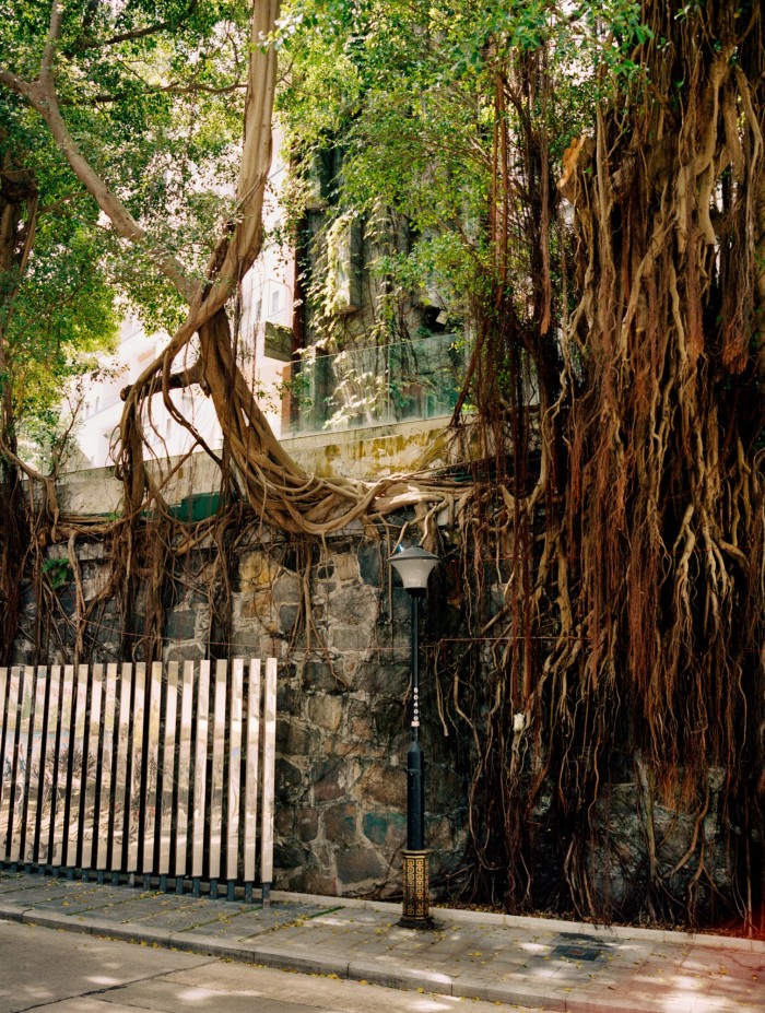 A banyan tree grows over a wall on Hollywood Road