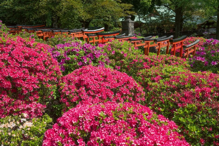 Vibrant azalea bushes in full bloom surround a row of red torii gates in a Japanese garden.