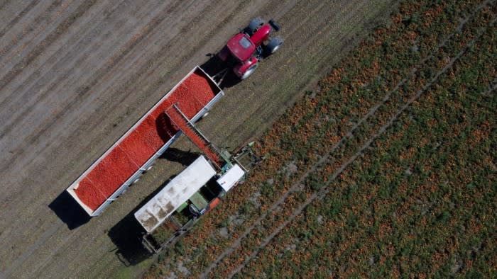 An aerial view shows a tractor harvesting tomatoes