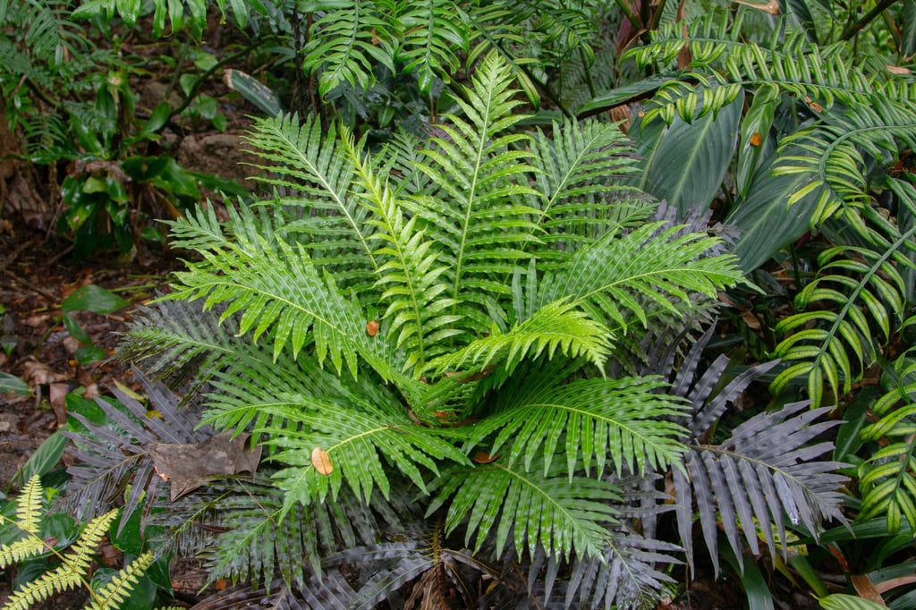 Chinese scientists have recovered a naturally formed mineral with rare earth elements from the Blemchnum orientale fern, offering a potential for phytomining, according to the team. Photo: Shutterstock Chinese scientists have recovered a naturally formed mineral with rare earth elements from the Blemchnum orientale fern, offering a potential for phytomining, according to the team. Photo: Shutterstock