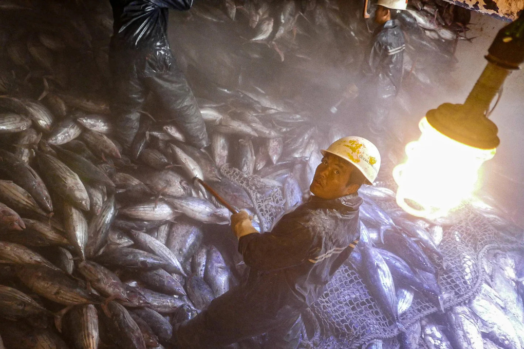 Alt text for image 2: A fisherman stands inside a dimly lit freezer packed with frozen tuna, illuminated by a single bright bulb.