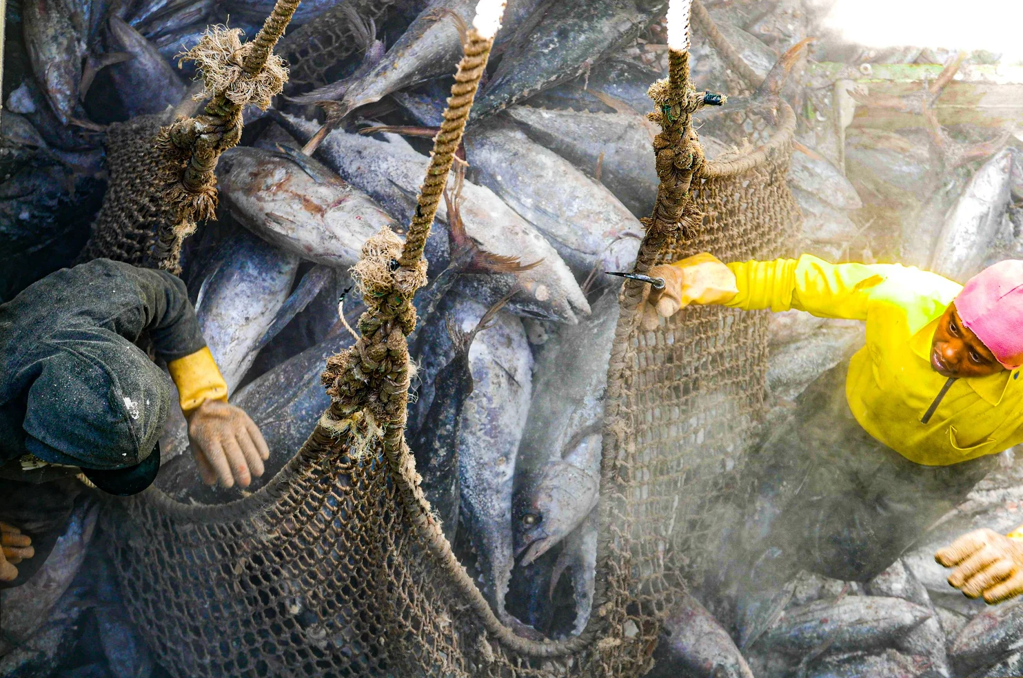 Alt text for image 3: Two smiling fishermen wearing gloves work in a hold filled with tuna.