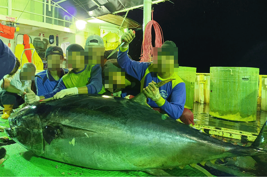 Alt text for image 2: Four crewmembers crouch behind a large tuna fish on the deck of a vessel at night, one can be seen holding a knife