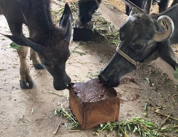 Two cows in a pen licking a brown 4 Season molasses block placed on the ground, with some green fodder scattered nearby.