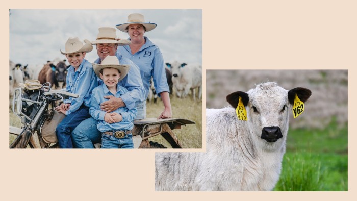 A man and woman and two young boys sit on a scooter in a field of cattle