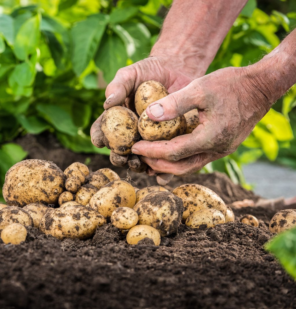 Potatoes thrive in diverse, often hostile environments, surviving in marginal lands and poor soils where other crops fail. Photo: Shutterstock Potatoes thrive in diverse, often hostile environments, surviving in marginal lands and poor soils where other crops fail. Photo: Shutterstock