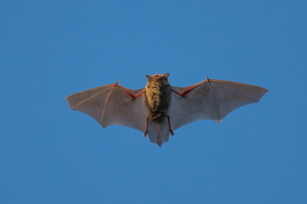 The HKU5 coronavirus was first identified in the Japanese pipistrelle in Hong Kong. Photo: Shutterstock The HKU5 coronavirus was first identified in the Japanese pipistrelle in Hong Kong. Photo: Shutterstock