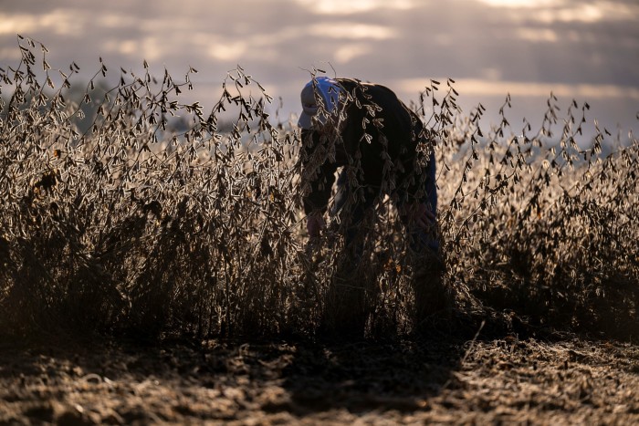 Travis Hutchison bends over inspecting mature soybean plants in a dry field, sunlight highlighting the pods.