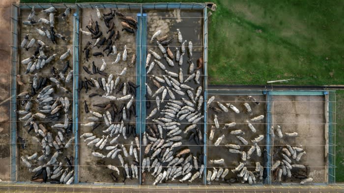 Cattle at a JBS facility in Tucumã, Brazil