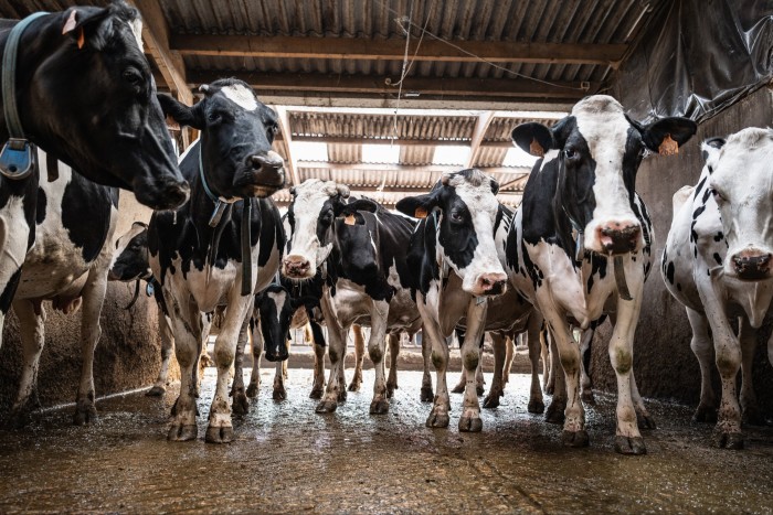 A herd of black and white dairy cows seen from a low angle in a barn.