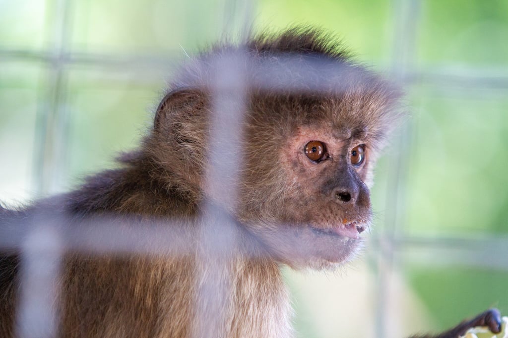 The cost of a laboratory monkey in China has risen to about 140,000 yuan. Photo: Shutterstock