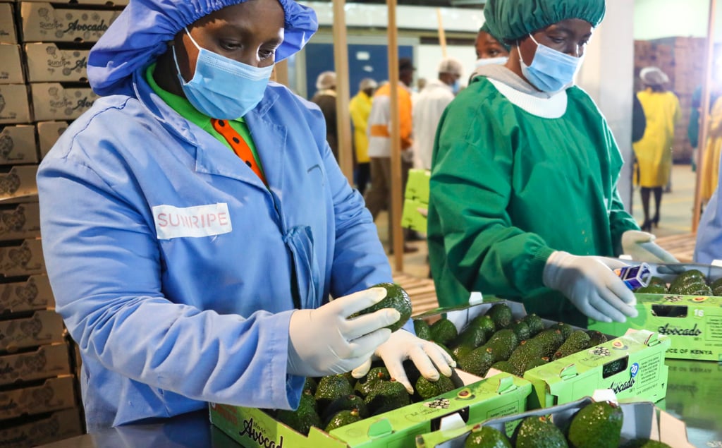 Workers put fresh avocados into boxes at a factory in Limuru, Kiambu county, Kenya, on August 2, 2022. Photo: Xinhua Workers put fresh avocados into boxes at a factory in Limuru, Kiambu county, Kenya, on August 2, 2022. Photo: Xinhua