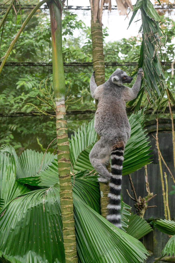 A ring-tailed lemur climbs a slender tree trunk surrounded by large, green tropical leaves.