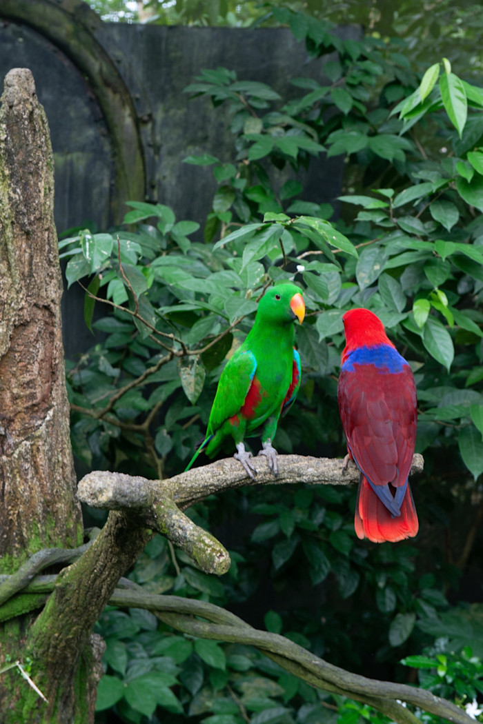 Two brightly coloured parrots or macaws, one green with a yellow beak and the other red with blue wings, perched on a branch in lush foliage.