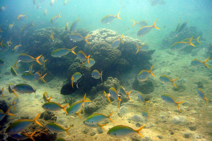 Fish swim in the waters around coral reefs in the Andaman and Nicobar islands, India