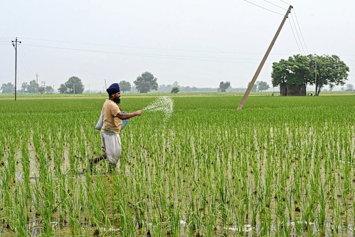 A farmer wearing a turban and carrying a bag sprinkles fertilizer by hand across a green paddy field.