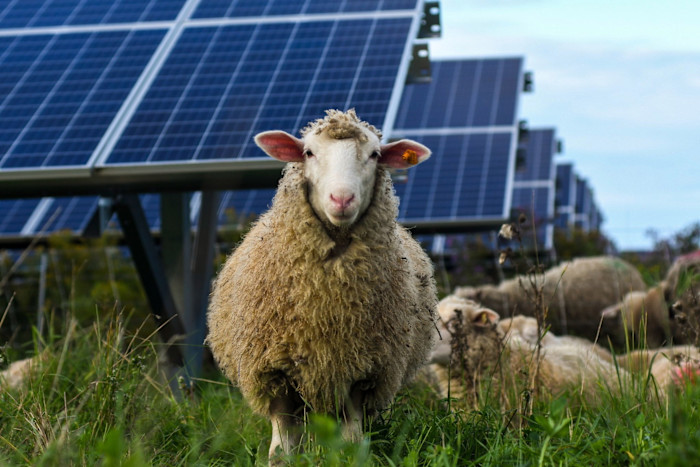 Sheep graze at a solar farm at Cornell University in Ithaca,
