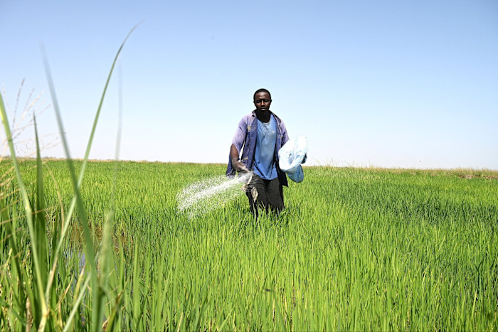 A farm worker spreads urea fertilizer over their rice field in village of Ciagaar in the Senegal River valley