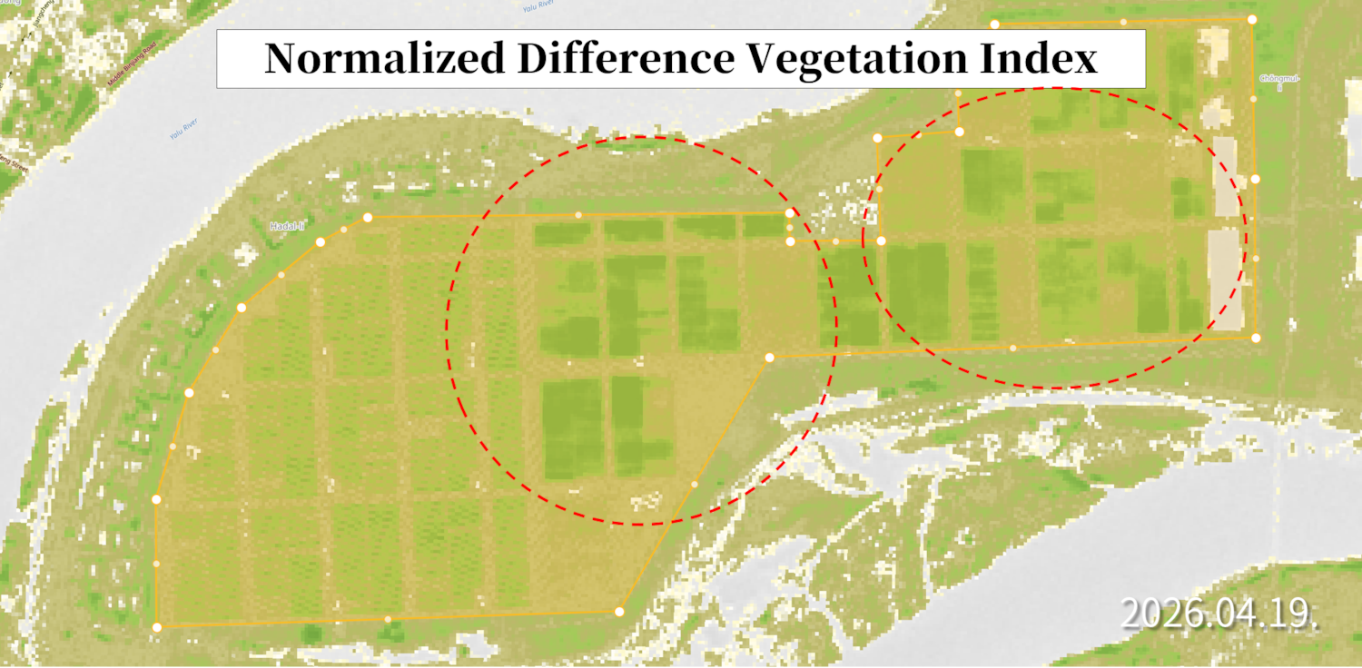 An analysis of the Normalized Difference Vegetation Index (NDVI) imagery captured on April 19, 2026 visually confirms that crops have been planted across most of the Sinuiju Greenhouse Farm. Analyzed by Kim Hyuk.