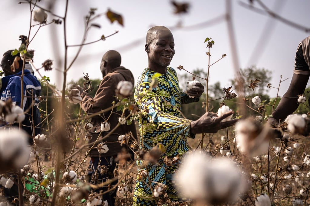 Workers collect cotton in Soclogbo, Benin. The country is Africa’s top cotton producer. Photo: AFP Workers collect cotton in Soclogbo, Benin. The country is Africa’s top cotton producer. Photo: AFP