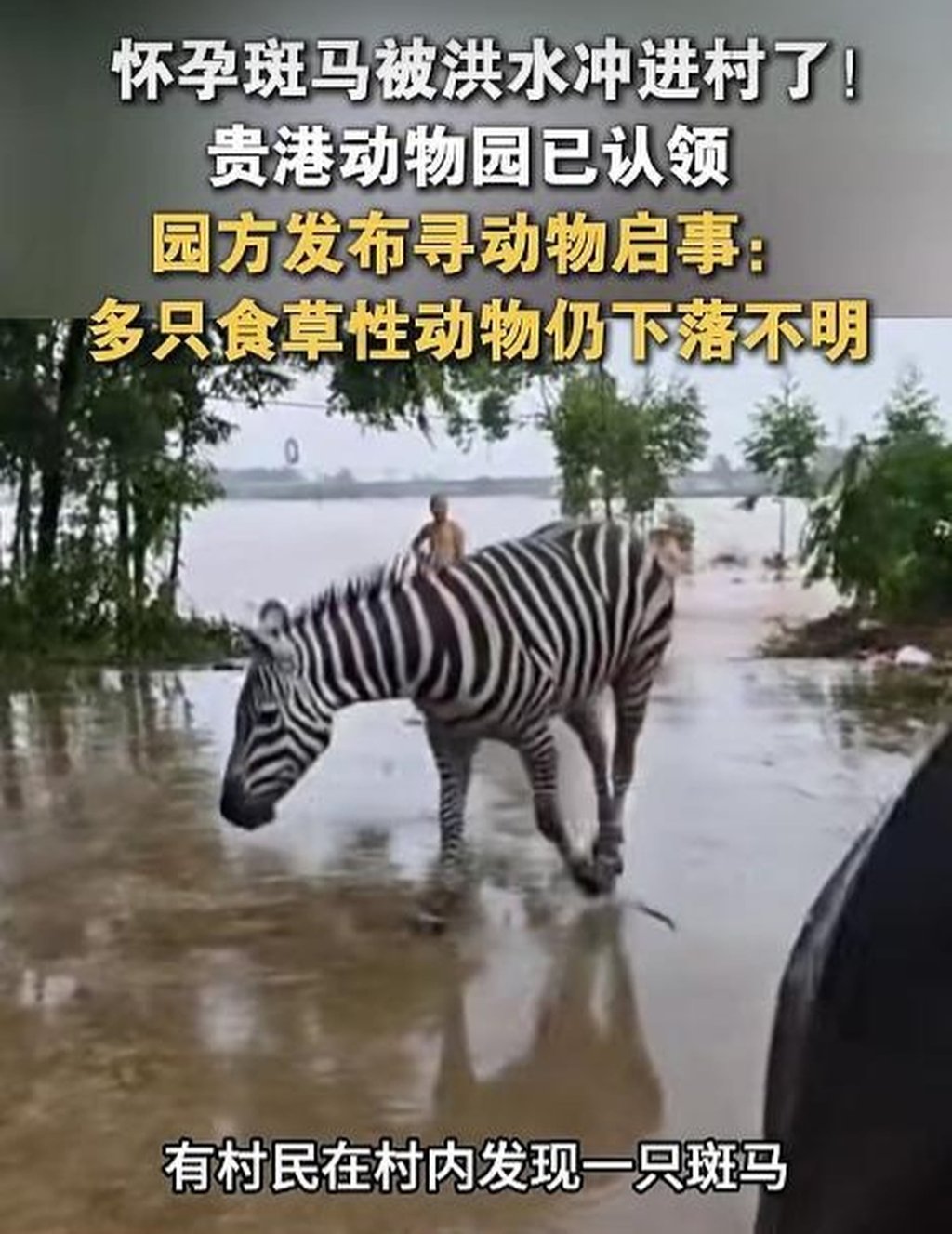 A social media user posted this picture of one of Guigang Zoo’s zebras when it was spotted in a nearby village. Photo: Handout A social media user posted this picture of one of Guigang Zoo’s zebras when it was spotted in a nearby village. Photo: Handout