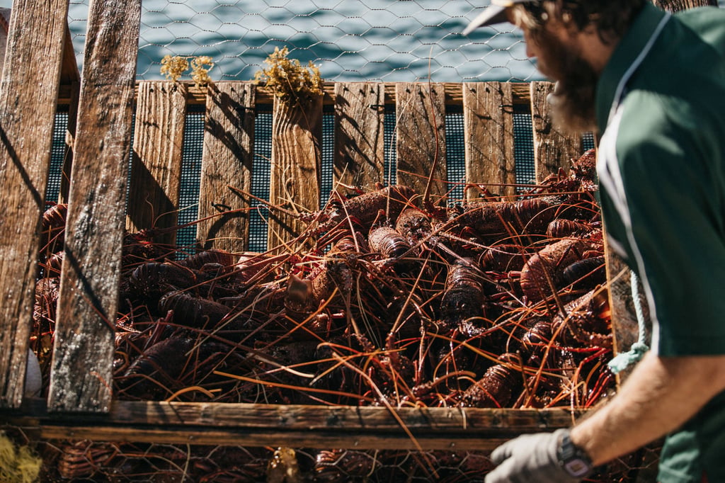 A fisherman retrieves a catch of lobsters off Australia’s Houtman Abrolhos Islands. Photo: Handout via Xinhua A fisherman retrieves a catch of lobsters off Australia’s Houtman Abrolhos Islands. Photo: Handout via Xinhua