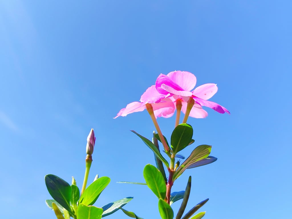 Tapak dara or Madagascar periwinkle (Catharanthus roseus). Photo: Shutterstock Tapak dara or Madagascar periwinkle (Catharanthus roseus). Photo: Shutterstock