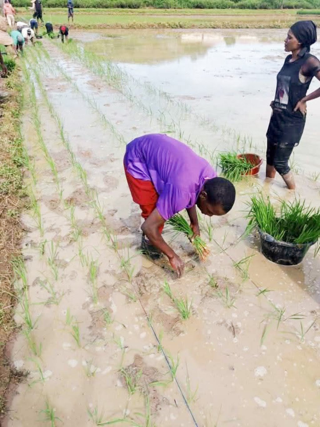 China has sought to transform African subsistence farming into a highly productive mechanised powerhouse as part of its agricultural diplomacy. Photo: Green Agriculture West Africa Limited China has sought to transform African subsistence farming into a highly productive mechanised powerhouse as part of its agricultural diplomacy. Photo: Green Agriculture West Africa Limited